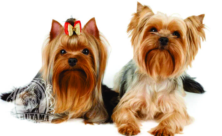 Jarutama Slider Image 01