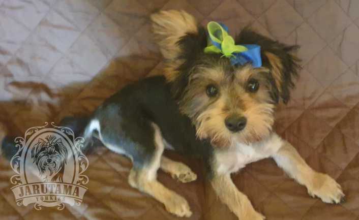 Jarutama Slider Image 02